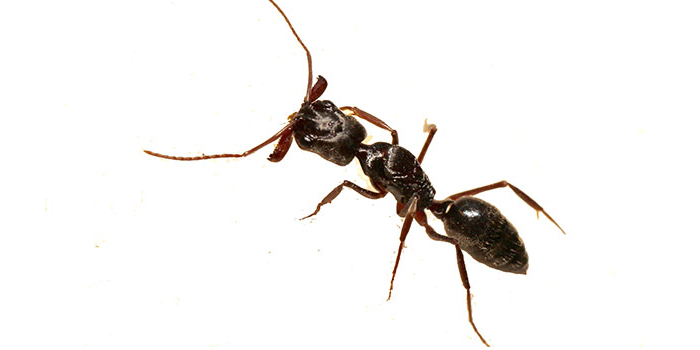 Ants Essex NJ Pest Control Exterminator