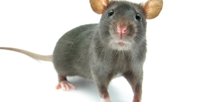 Rats Mice Essex NJ Pest Control Exterminator