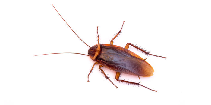 Cockroaches Essex NJ Pest Control Exterminator