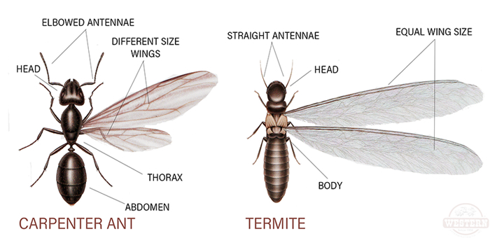 Termites Essex NJ Pest Control Exterminator